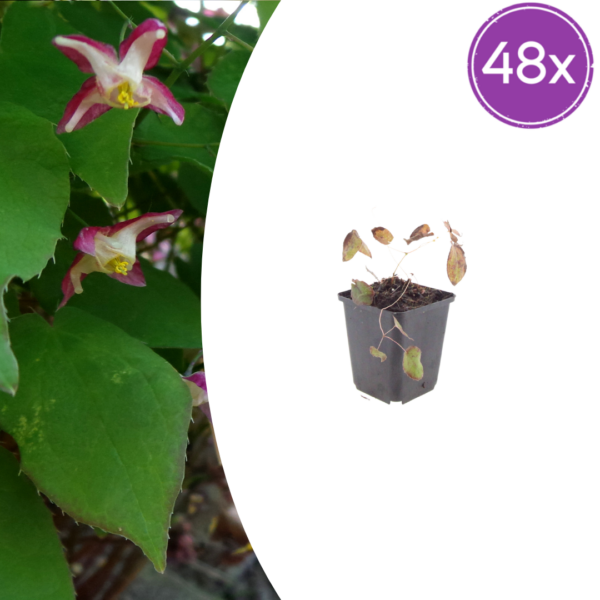 Epimedium rubrum | 48 stuks