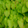 Epimedium rubrum | 48 stuks