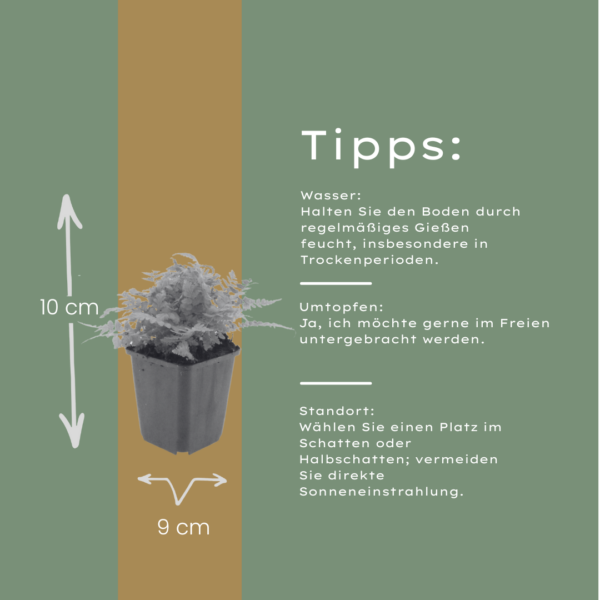 thumbnail_6000-2246.png Dryopteris filix-mas | 60 stuks