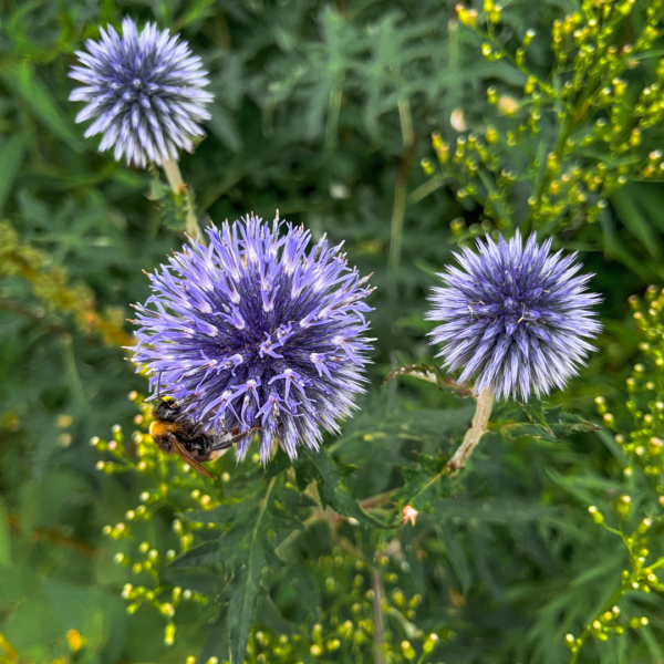 Echinops ritro | 60 stuks