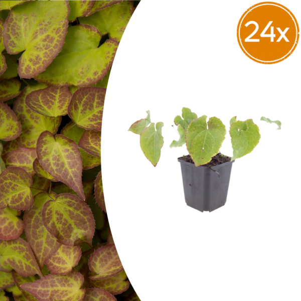 Epimedium perralc. 'Frohnleiten' | 24 stuks