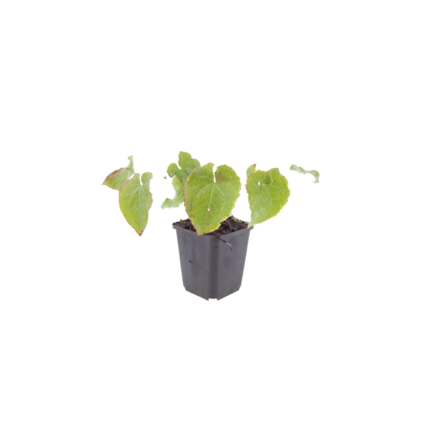 Epimedium perralc. 'Frohnleiten' | 24 stuks