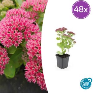 thumbnail_6000-228.jpg Sedum 'Herbstfreude' | 48 stuks