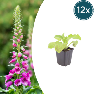 Digitalis purpurea | 12 stuks