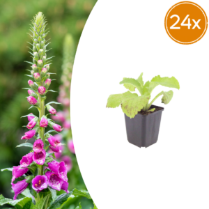 Digitalis purpurea | 24 stuks