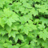 Tiarella cordifolia | 48 stuks