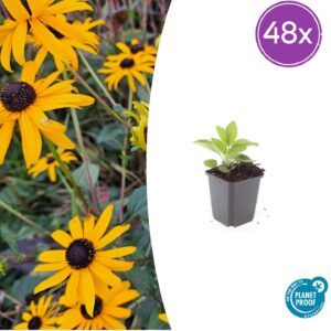 thumbnail_6000-23.jpg Rudbeckia fulgida 'Goldsturm' | 48 stuks