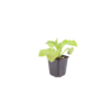 Digitalis purpurea | 60 stuks