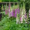 Digitalis purpurea | 60 stuks