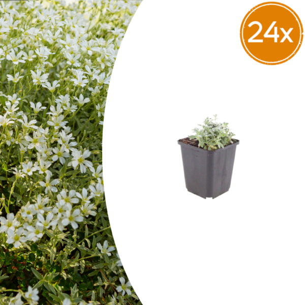 thumbnail_6000-2339.png Cerastium tomentosum | 24 stuks