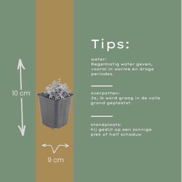 thumbnail_6000-2344.png Cerastium tomentosum | 24 stuks