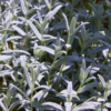 Cerastium tomentosum | 24 stuks