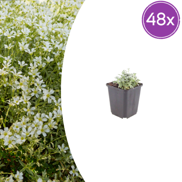 Cerastium tomentosum | 48 stuks