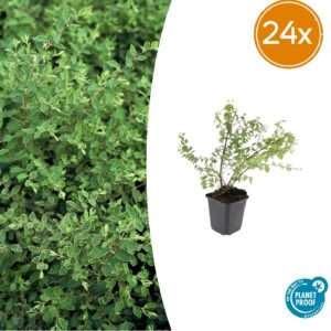 thumbnail_6000-235.jpg Symphoricarpos ch. 'Hancock' | 24 stuks