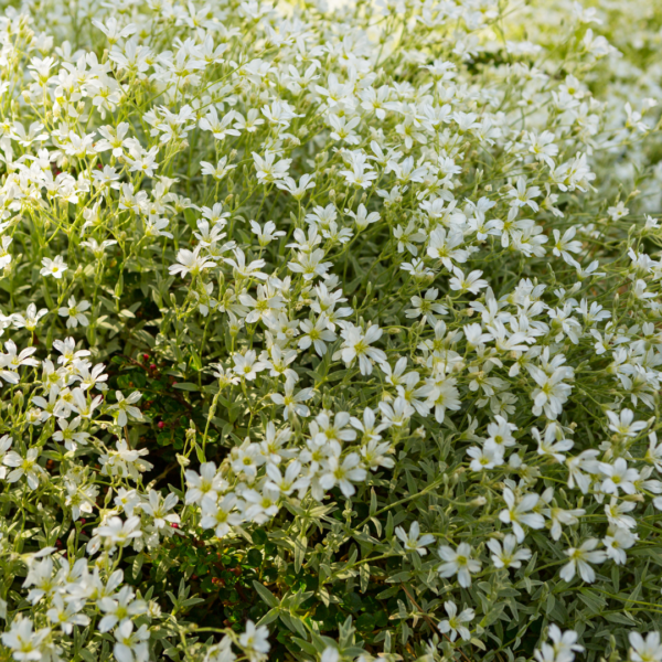 Cerastium tomentosum | 48 stuks