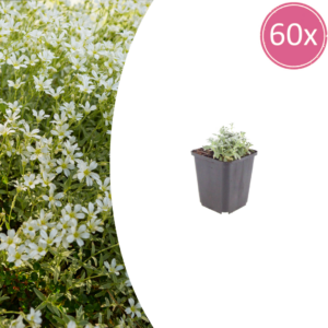 Cerastium tomentosum | 60 stuks