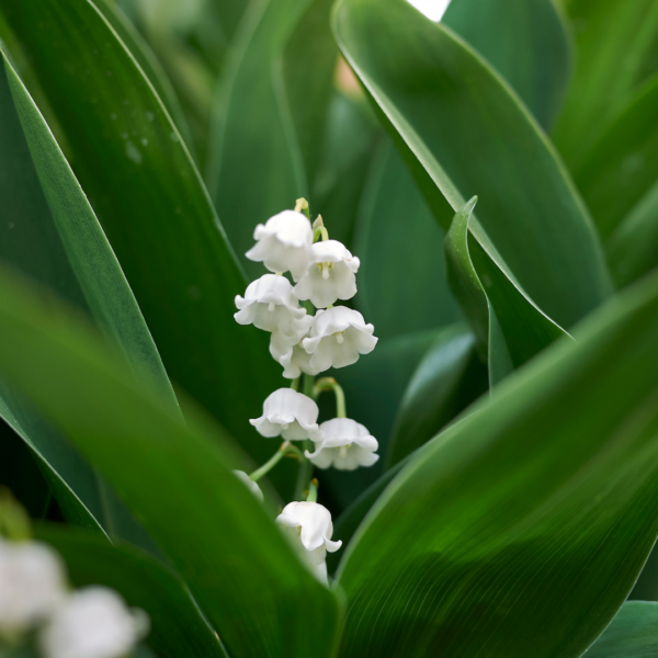 Convallaria majalis | 12 stuks