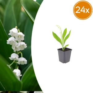thumbnail_6000-2379.png Convallaria majalis | 24 stuks