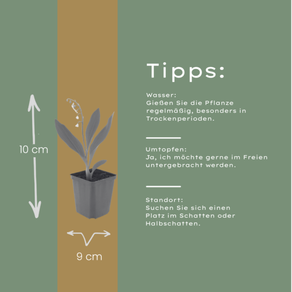 Convallaria majalis | 24 stuks