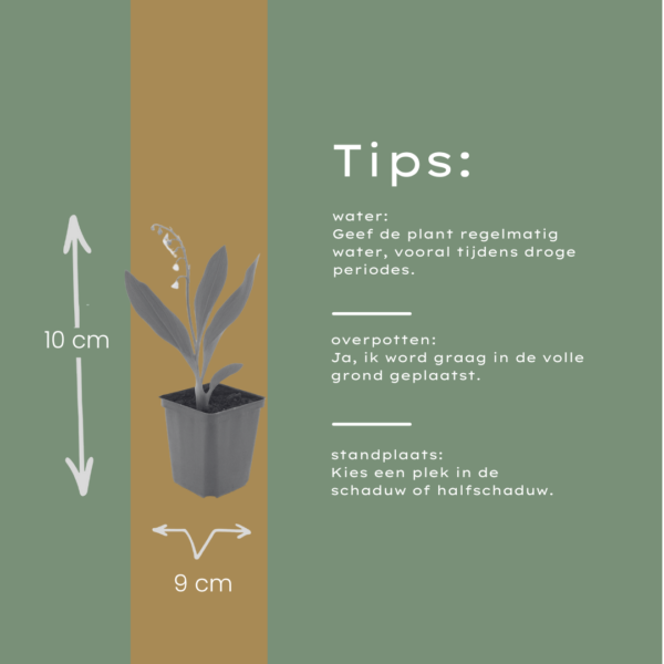Convallaria majalis | 24 stuks