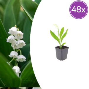 thumbnail_6000-2387.png Convallaria majalis | 48 stuks