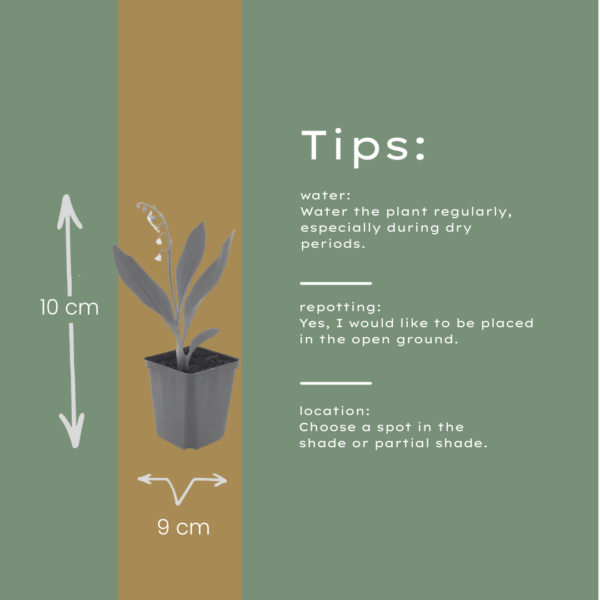 Convallaria majalis | 60 stuks