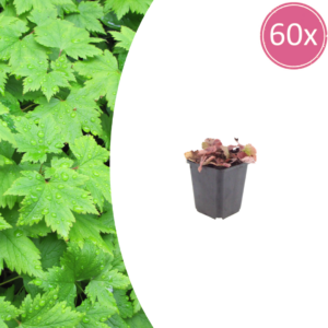 thumbnail_6000-24.png Tiarella cordifolia | 60 stuks