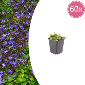 Campanula poscharskyana | 60 stuks