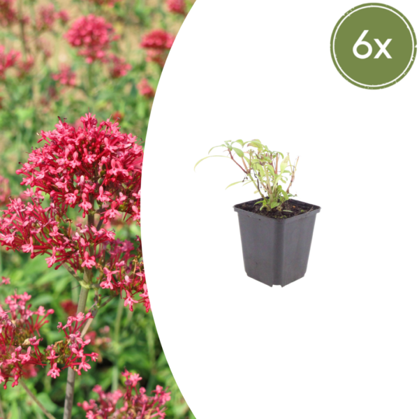 Centranthus ruber 'Coccineus' | 6 stuks