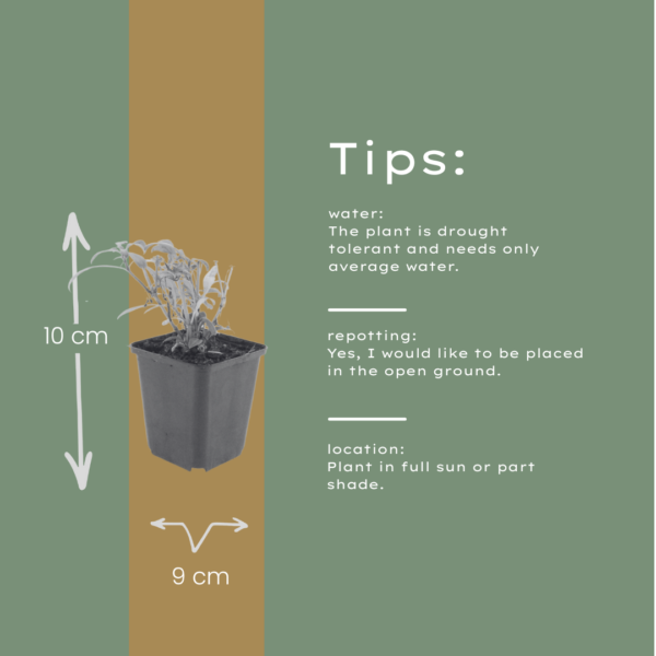 Centranthus ruber 'Coccineus' | 6 stuks