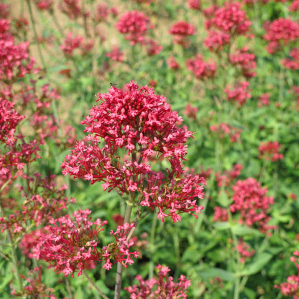 Centranthus ruber 'Coccineus' | 6 stuks