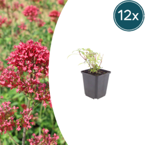 Centranthus ruber 'Coccineus' | 12 stuks