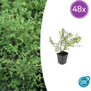 thumbnail_6000-243.jpg Symphoricarpos ch. 'Hancock' | 48 stuks