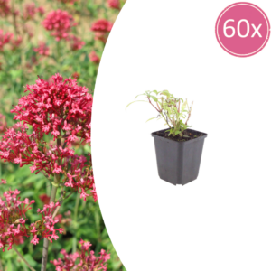 thumbnail_6000-2443.png Centranthus ruber 'Coccineus' | 60 stuks