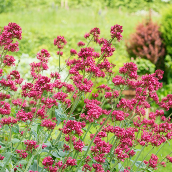 thumbnail_6000-2450.png Centranthus ruber 'Coccineus' | 60 stuks