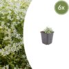 Cerastium tomentosum | 6 stuks
