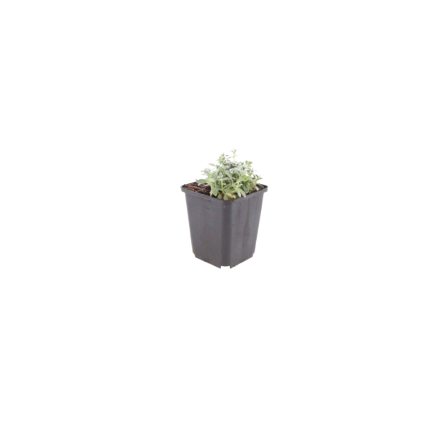 thumbnail_6000-2452.png Cerastium tomentosum | 6 stuks