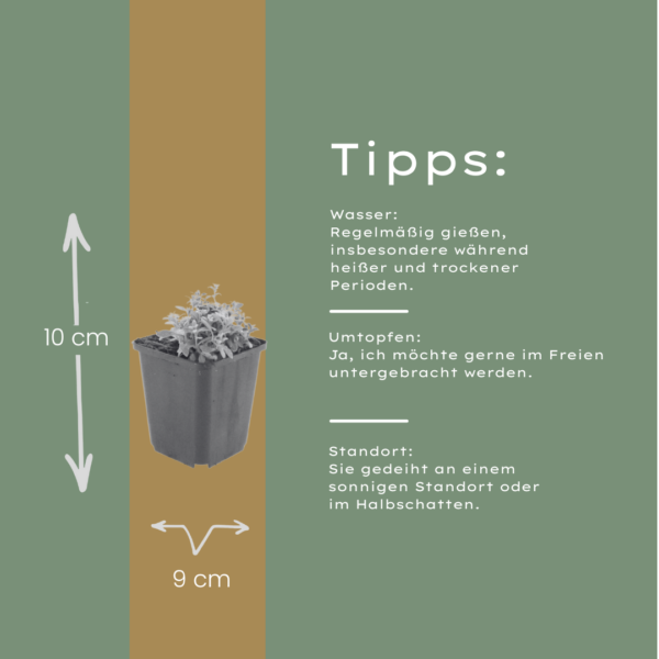 thumbnail_6000-2454.png Cerastium tomentosum | 6 stuks