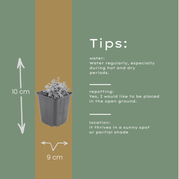 thumbnail_6000-2455.png Cerastium tomentosum | 6 stuks