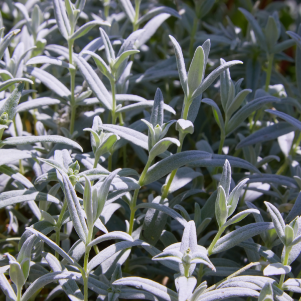 Cerastium tomentosum | 12 stuks