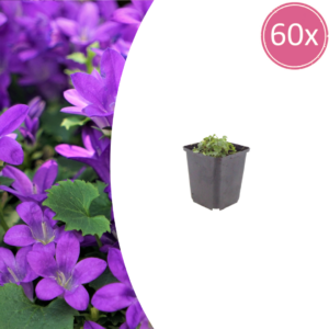 thumbnail_6000-2475.png Campanula portenschlagiana | 60 stuks