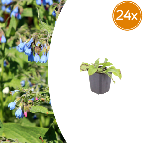 Symphytum grand. 'Wisley Blue' | 24 stuks