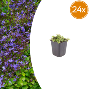 thumbnail_6000-2499.png Campanula poscharskyana | 24 stuks