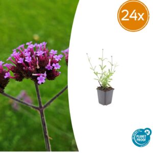 thumbnail_6000-251.jpg Verbena bon. 'Lollipop' | 24 stuks