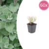 Calamintha n. nepeta | 60 stuks