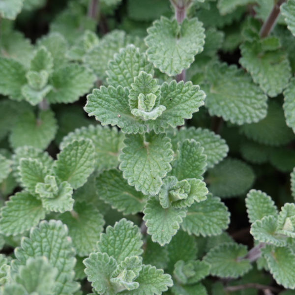 Calamintha n. nepeta | 60 stuks