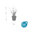 Verbena bon. 'Lollipop' | 24 stuks