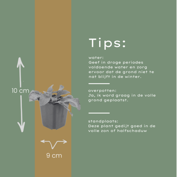 Symphytum grand. 'Wisley Blue' | 24 stuks