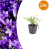 Campanula pers. 'Coerulea' | 24 stuks