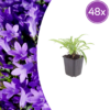 Campanula pers. 'Coerulea' | 48 stuks